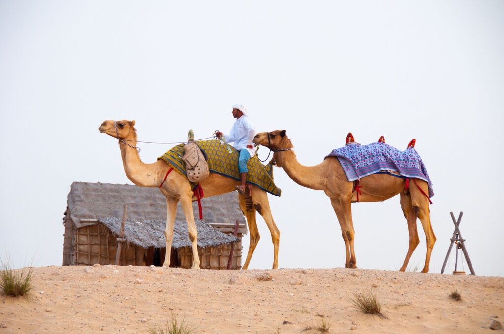 desert, camels, dubai-639297.jpg